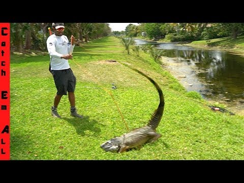 Invasive Bowfishing **BIGGEST
