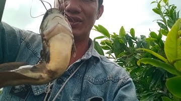 Câu cá rô đồng, trê vàng: tiếp tục ao Sen lên cá khủng  quá đã luôn.