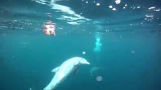Dolphins at dinner time.