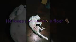 He loves rolling around 🐕