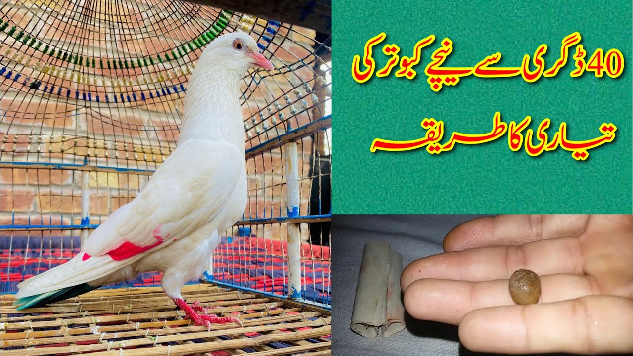 How To Make Energy Booster For Pigeon and Long Flying  (Urdu/Hindi)