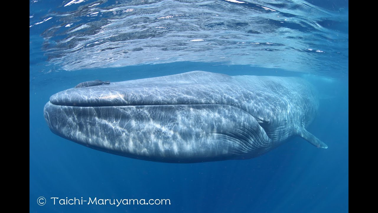 Blue Whale シロナガスクジラ 地球史上最大級の生物が目の前に来てくれたシーン Shorts Youtube