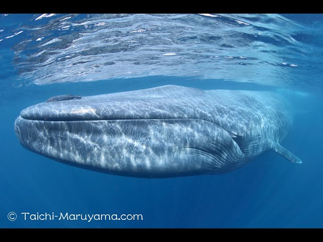 シロナガスクジラ(BlueWhale)、一点ものレリーフ。鯨。希少。手彫り。 シロナガスクジラ(BlueWhale)、一点ものレリーフ。鯨。希少