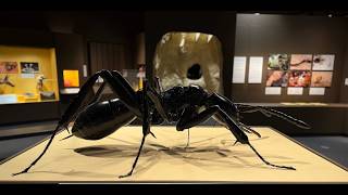 The Making of Ants: Tiny Creatures, Big Lives