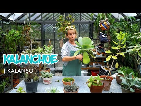 Video: Kalanchoe (52 Fotoğraf): Evde Dekoratif Bir çiçeğe Bakmak. Çiçeklenme Sırasında Bir Houseplant Neye Benziyor?