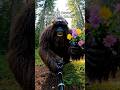 Bigfoot braids wild flowers into his beard #bigfoot #funny #wildlife #Bigfootisreal