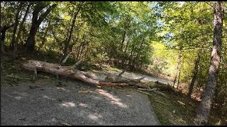 Fallen Tree on Arabia Mountain Trail