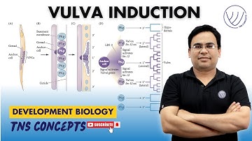 C  ELEGANS VULVA FORMATION | VULVA INDUCTION IN C ELEGANS | TNS CONCEPTS | NILESH SONI | CSIR NET