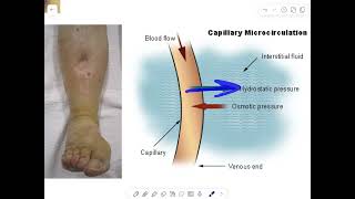 Connective tissue (Ground Substance)