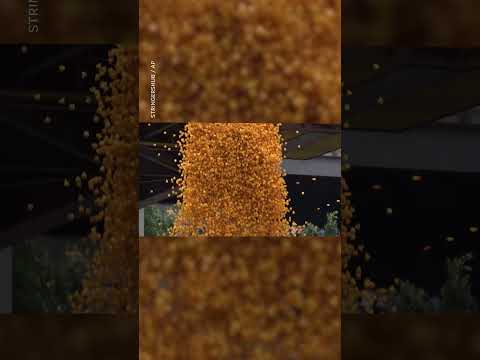 Thousands of rubber ducks make a massive splash in Chicago River #Shorts