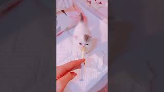 drink milk cute kitty ?? cuteanimals shorts