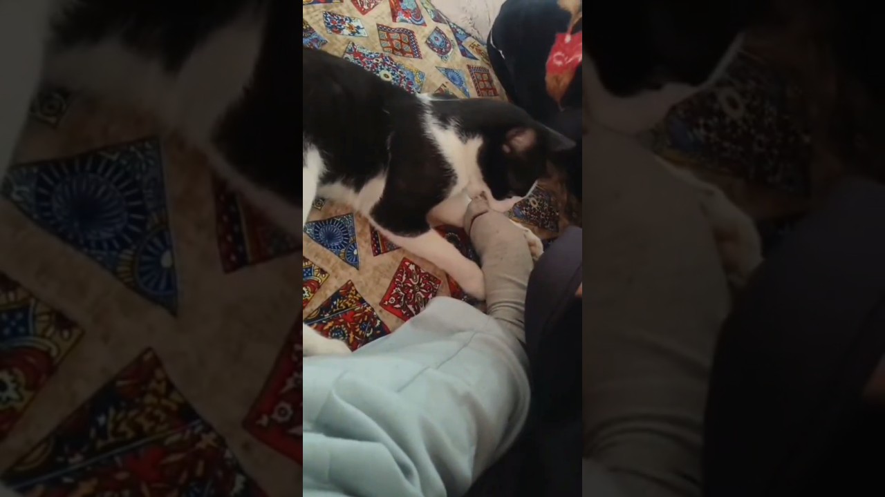 My Cat Has A Purrsonal Problem With My socks 