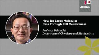 Dehua Pei: How Do Large Molecules Pass Through Cell Membranes?