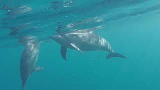 Dophins and whales cruise