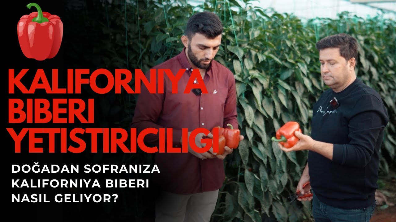 Kaliforniya Biberi Serası | Nasıl Yetiştirilir? (Gerçek Çiftçi)