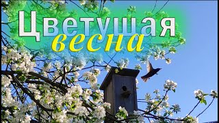 Цветущая ВЕСНА. Красота в деревне. Релакс видео...