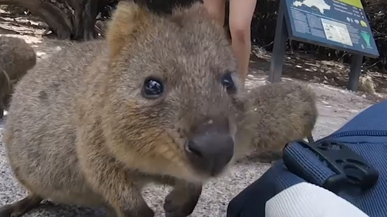 ¿Sabes decirnos qué animal es este? videos de ciencia ficcion