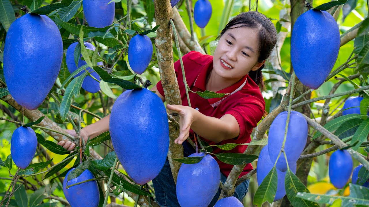 Harvest HYBRID MANGO garden goes to the market sell | Ella Daily Life