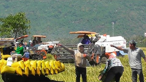 máy cắt 105 binh tóc độ cắt lúa đài thơm quá nhanh công 300K công 12 bao tập 11# maibangtv 