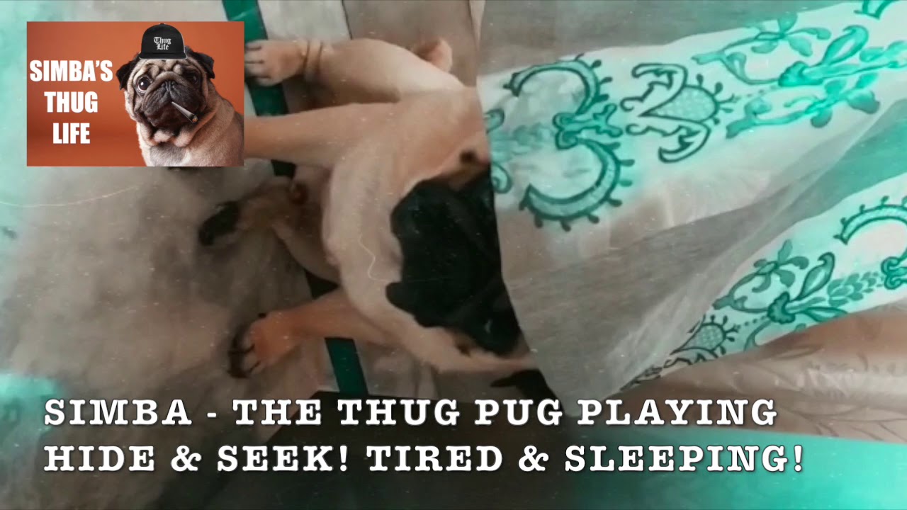 SIMBA | THE THUG PUG CUTE DOG PLAYING HIDE & SEEK, THEN TIRED & SLEEPING!