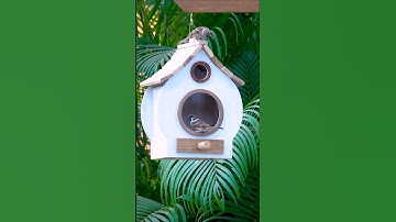 Build Your OWN Bird House and Feeder Today!
