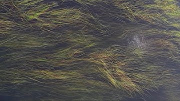 MS9 - Nophen [MI Clouds Resonestor, Elektron Octatrack MKII, Metaphysical Function, Ableton]