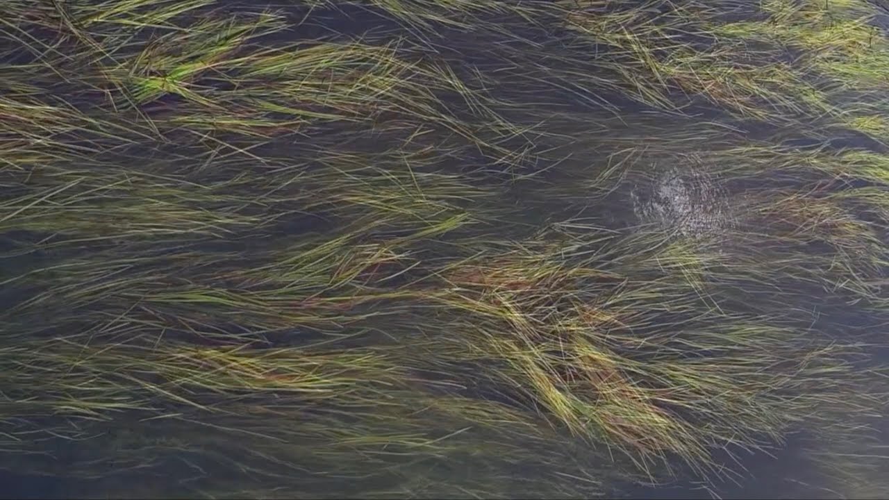 MS9 - Nophen [MI Clouds Resonestor, Elektron Octatrack MKII, Metaphysical Function, Ableton]