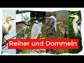 Reiher und Dommeln Deutschlands und Mitteleuropas unterscheiden