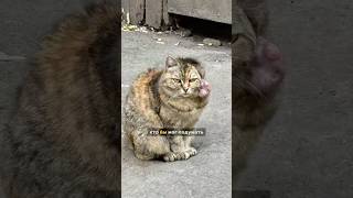 Опухоль у кошки на ухе Поможем найти дом? #опухоль #животные #кот #помощь #питомцы #бездомные #омск