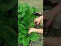 Harvesting fresh leafy greens from raised garden bed plot
