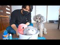🐶犬の一番お気に入りのぬいぐるみを洗濯したら・・・切なくて胸が締め付けられました。【トイプードル】