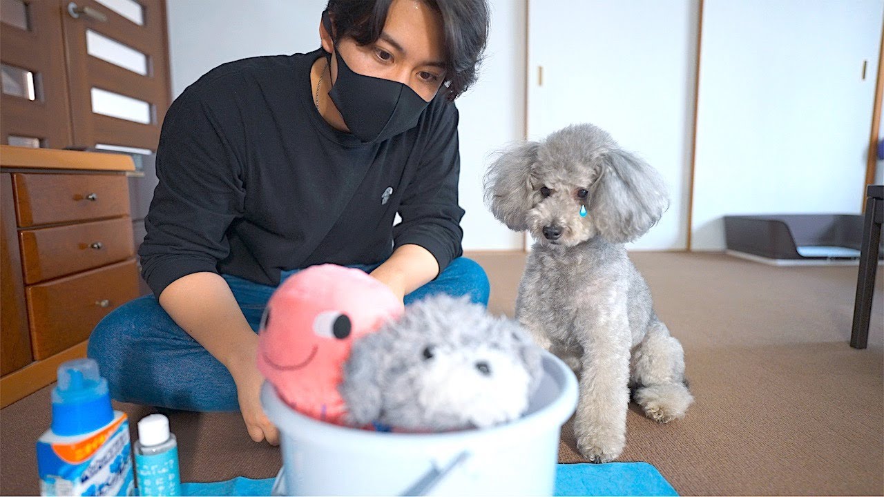 🐶When I washed my dog's favorite stuffed animal I felt a deep