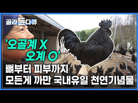 혈통을 지켜야해서 분양도 금지! 그토록 사육이 어렵다는 천연기념물 ‘연산오계’의 종을 보존하는 여자 | #골라듄다큐