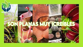 Top 5 de plantas realmente increíbles by Cuidemos el Planeta 95 views 1 year ago 5 minutes, 14 seconds