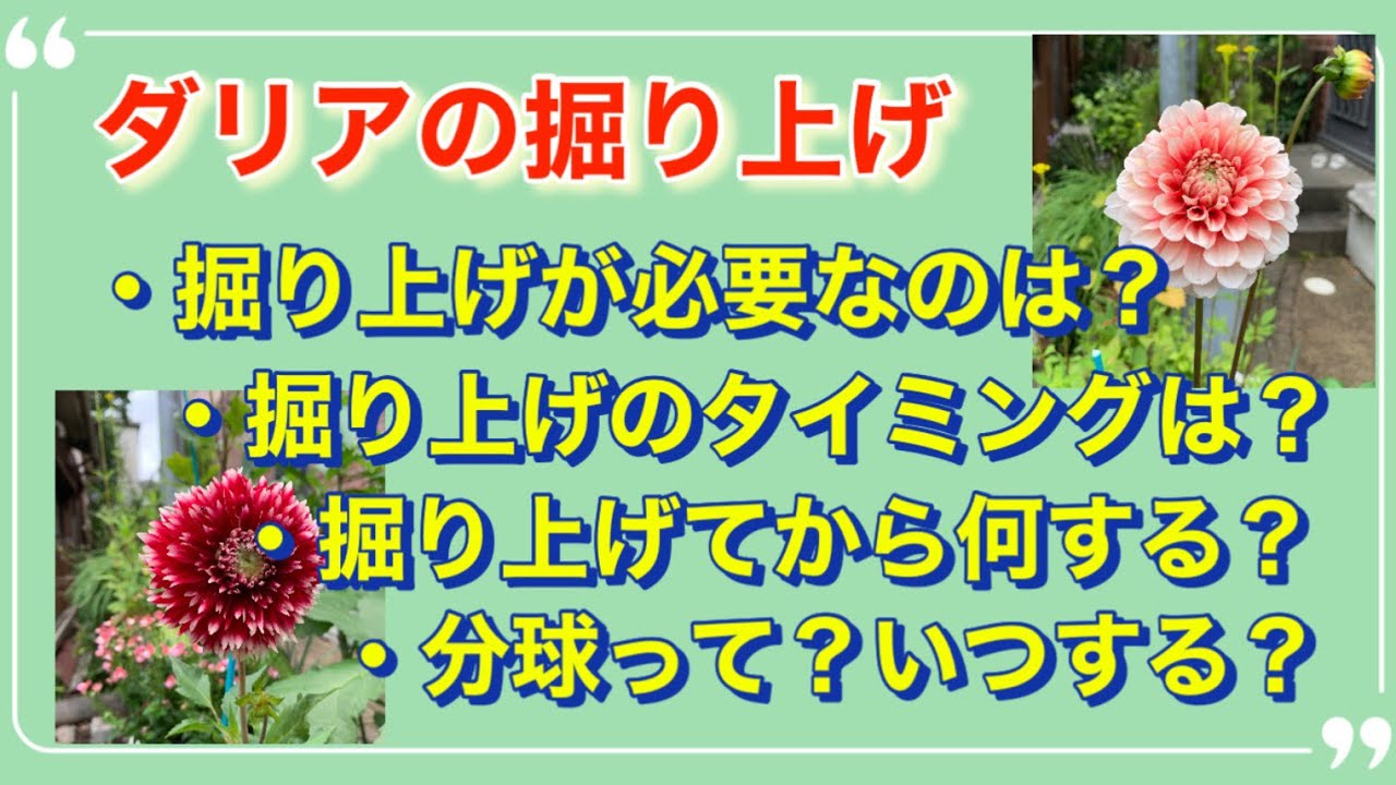 pinoの庭】鉢植えのダリアを掘り上げてみた！掘り上げのタイミング、分