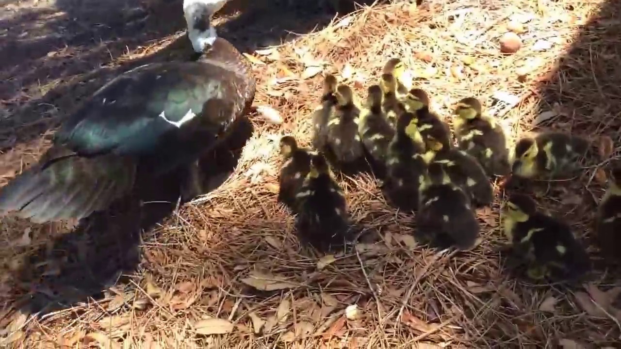 BABY DUCK FEEDING YouTube