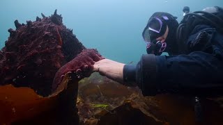 'Secrets of the Octopus' on National Geographic
