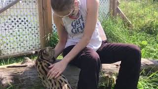 Serval biting