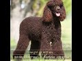 Irish Water Spaniel - Dog Breed - Pet Friend の動画、YouTube動画。