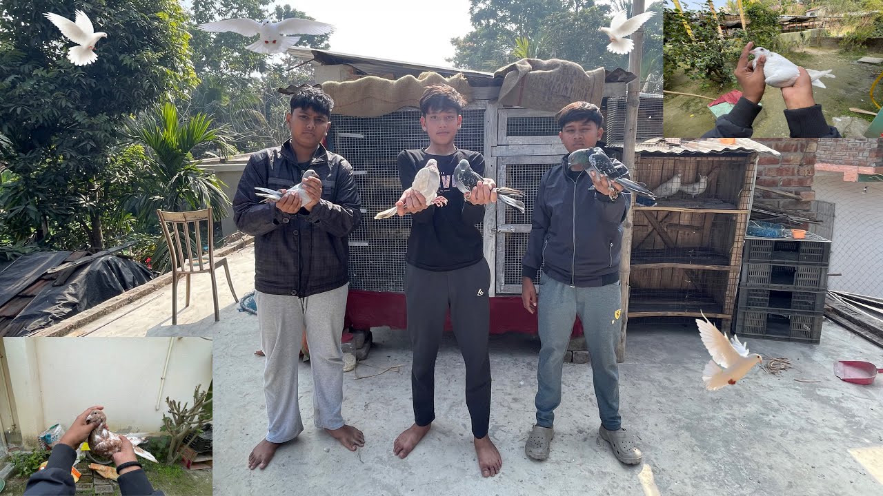 গোপাল ভাইয়ের ফুয়ারা বাজির কবুতর 😁 না দেখলে পুরোই মিস করবেন 🥰॥ আর অনুপল ভাইয়ের দুর্দান্ত বাজি 😎