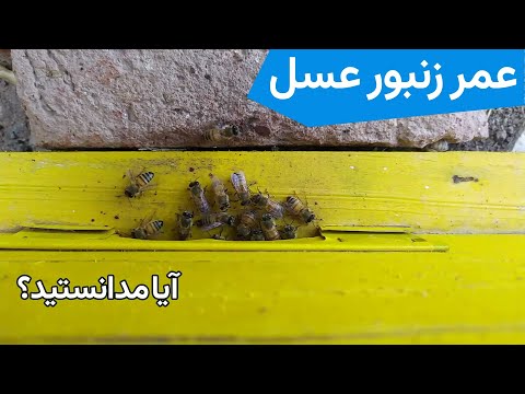 رادیو زمین زا پادکست یکم حرف خودمونی و در مورد عمر زنبور عسل   