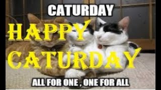 Happy Caturday - Caturday Memes Twitter 2021