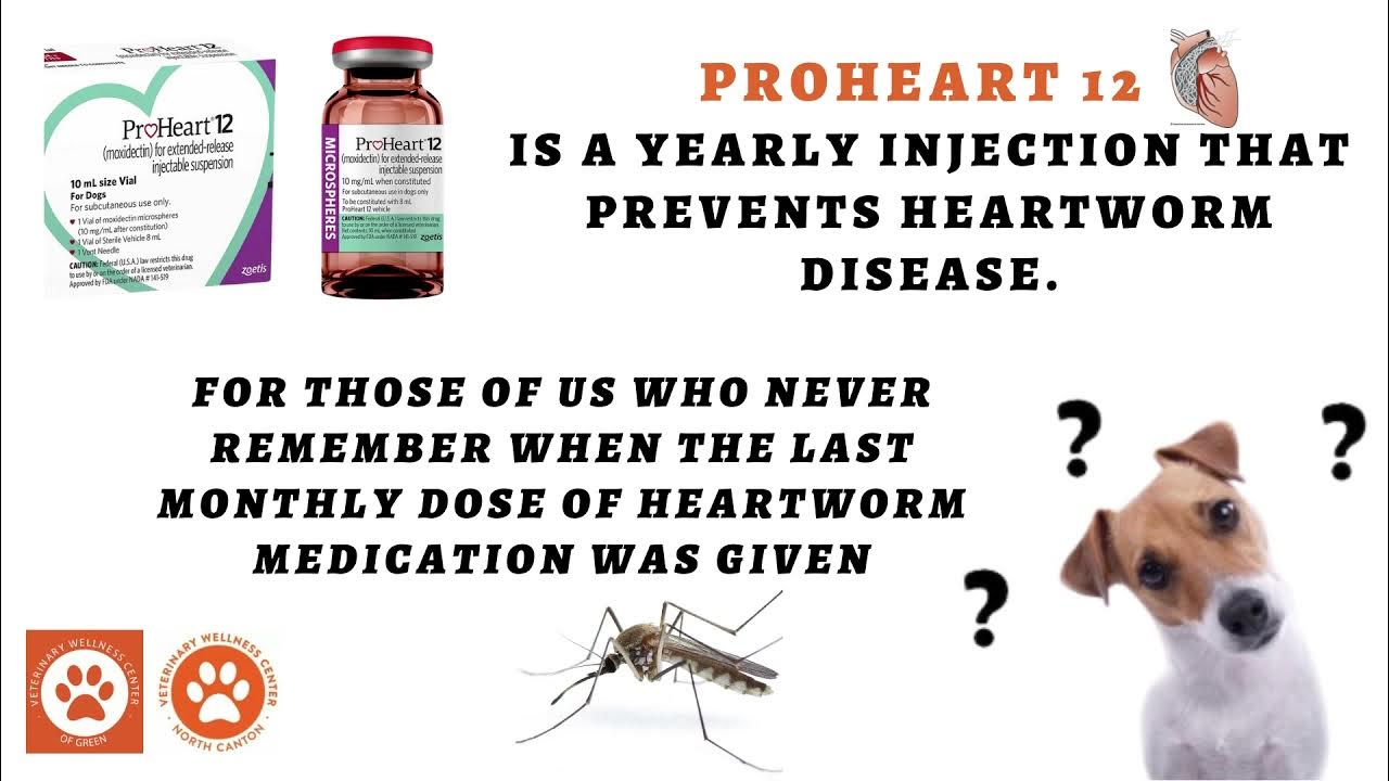 What is the best heartworm, flea and tick preventative for my dog? YouTube