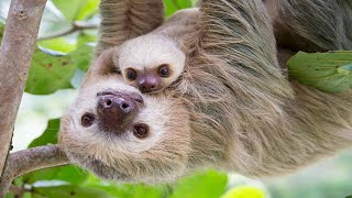 Sloths are nonconflict animals and have a sense of attachment | Sloths saund
