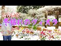 冬枯れのヴィオラ 山内惠介 尺八演奏:佐々木透