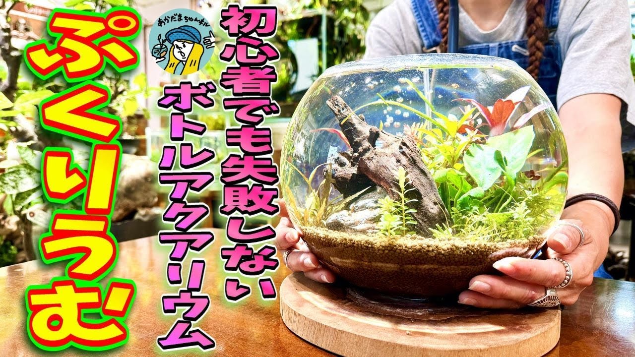 【アクアリウム】初心者でも失敗しないボトルアクアリウムの作り方！水換え不要のシステムで楽しむ！（ブルカミアソイルで立ち上げるぷくりうむの作成方法）