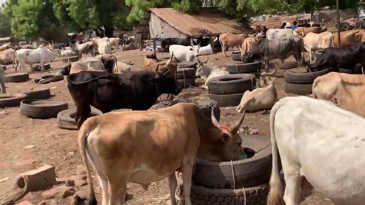 Abuko Livestock Market in The Gambia