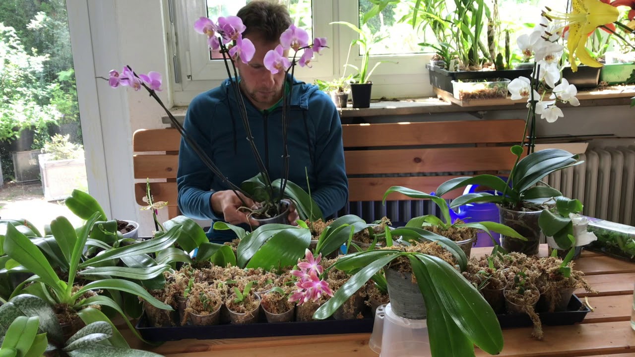 Phalaenopsis-Pflege für Anfänger: Der komplette Grundlagen-Check