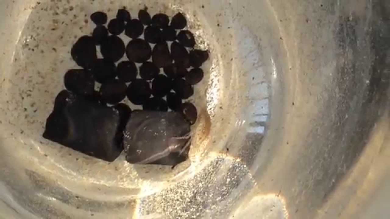 水槽に透明で大きなノミのような生き物が Youtube