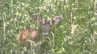 Muntjac calling, Buttolo, Barking deer